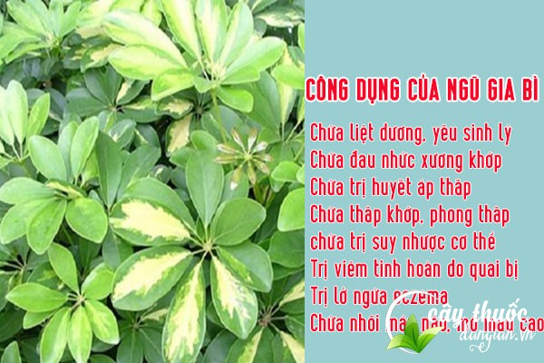 Ngũ gia bì có nhiều tác dụng tốt cho sức khỏe cả về mặt Đông y và Tây y