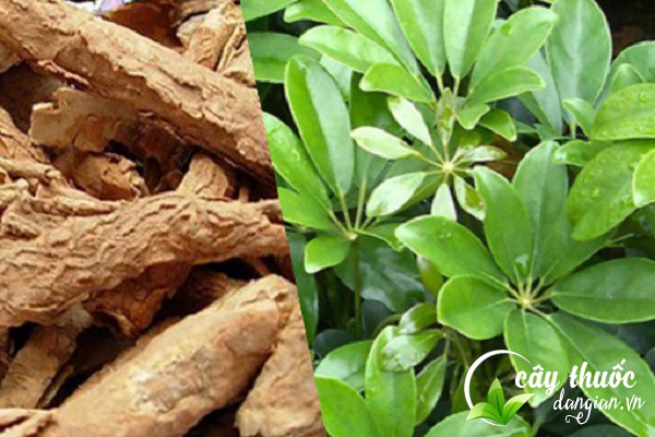 Lưu ý nên tham khảo ý kiến bác sĩ trước khi sử dụng để đạt hiệu quả tốt nhất