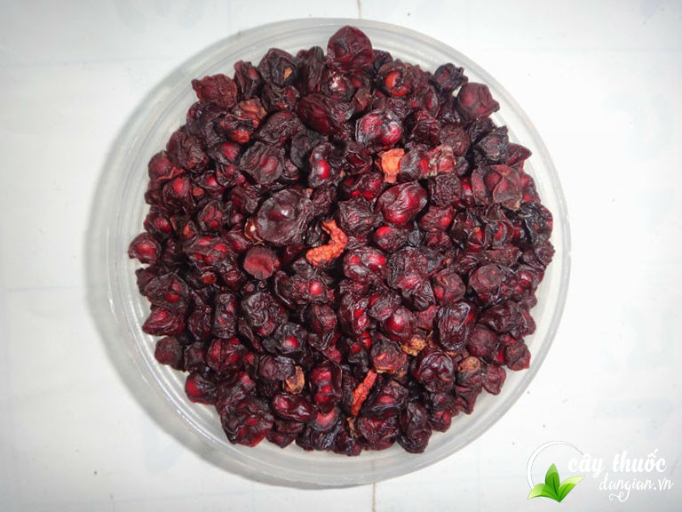 Mua ngũ vị tử ở đâu và giá bao nhiêu tiền?