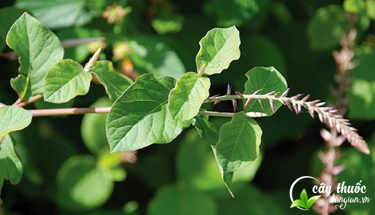 Hình ảnh cây ngưu tất