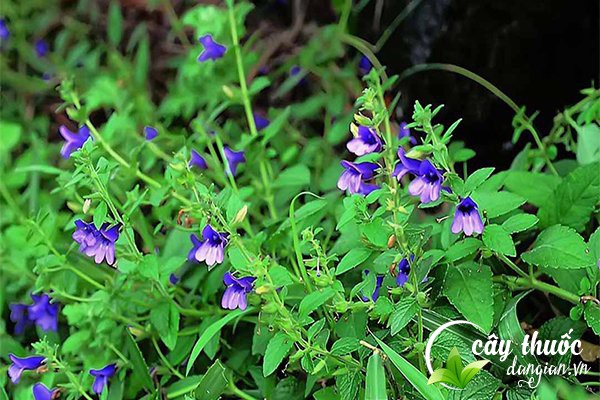 Nhân trần còn có một số tên gọi như: Hoắc hương núi, Chè nội,... là một loại dược liệu.