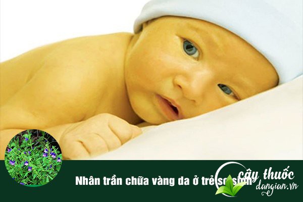 Nhân trần thường được dùng để làm bài thuốc chữa vàng da ở trẻ sơ sinh.