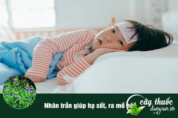 Bài thuốc Nhân trần hạ sốt rất tốt.