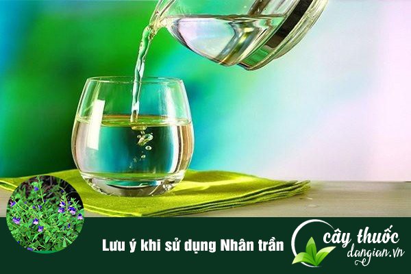 Lưu ý không nên lạm dụng và sử dụng Nhân trần trong thời gian dài.