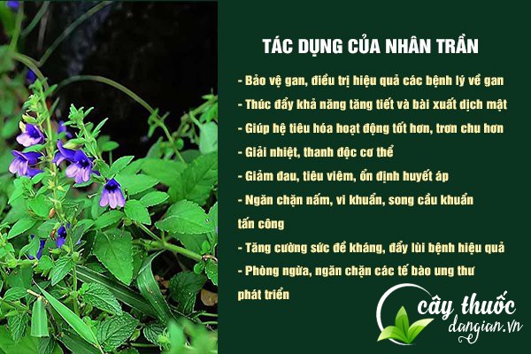 Những tác dụng tuyệt vời của Nhân trần đối với sức khỏe.
