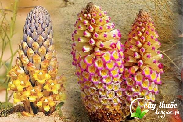 Nhục thung dung còn có tên gọi khác là thung dung, đại vân, tung dung,... là một dược liệu quý trong Đông y