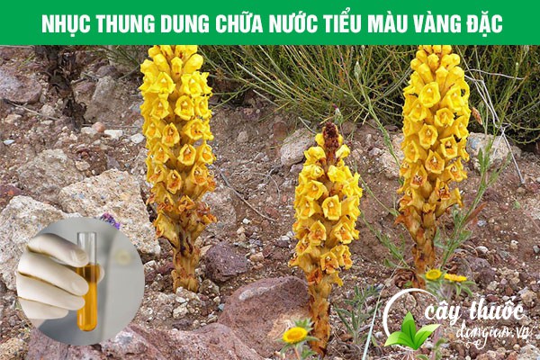 Bài thuốc Nhục thung dung chữa nước tiểu vàng đặc