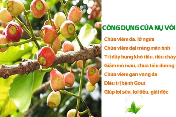 Nụ vối có nhiều công dụng tốt cho sức khỏe 