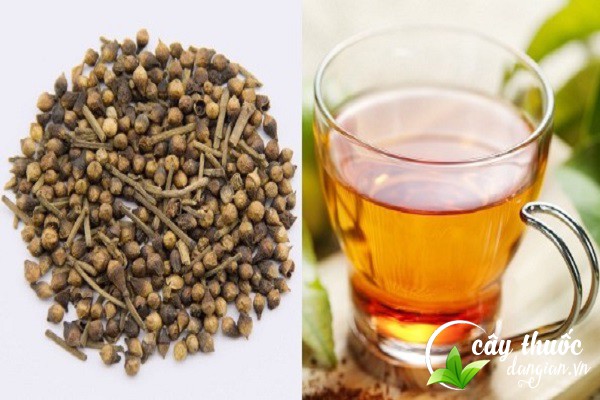 Lưu ý không nên lạm dụng quá nhiều nước nụ vối trong 1 ngày