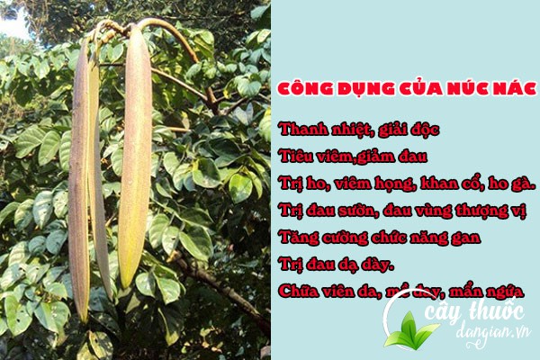 Công dụng tuyệt vời của dược liệu Núc nác đối với sức khỏe