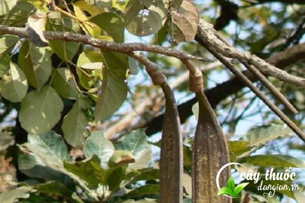 Núc nác còn có tên gọi khác là nam hoàng bá, hoàng bá nam,... là một dược liệu tốt cho sức khỏe