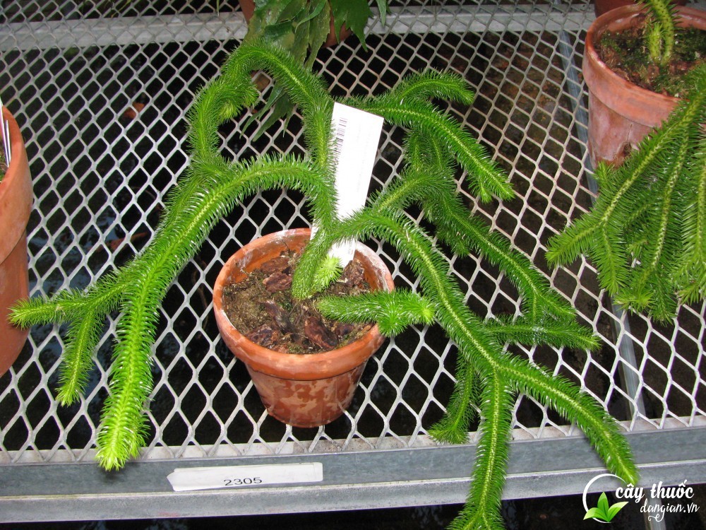 cay-thong-dat-ho-tro-dieu-tri-benh-teo-nao