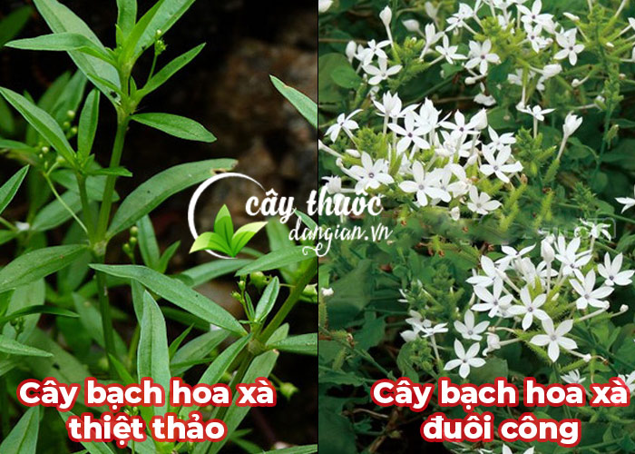 Phân biệt cây bạch hoa xà đuôi công và bạch hoa xà thiệt thảo