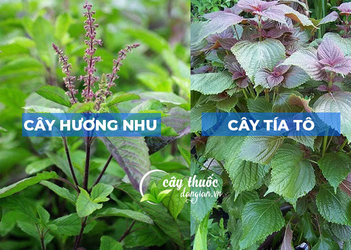 Phân biệt cây hương nhu tía và cây tía tô
