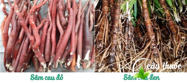 sam-cau-do-va-sam-cau-den