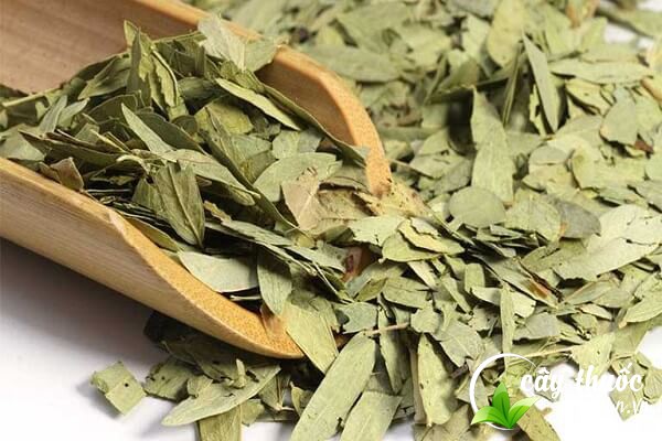 Lưu ý không dùng phan tả diệp khi còn đói, rỗng ruột và nên tham khảo ý kiến của bác sĩ trước khi dùng.