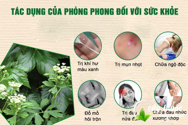 Công dụng của Phòng phong đối với sức khỏe