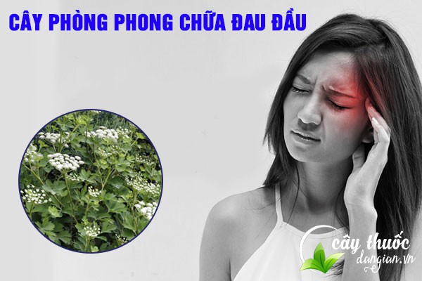 Bài thuốc Phòng phong chữa đau đầu