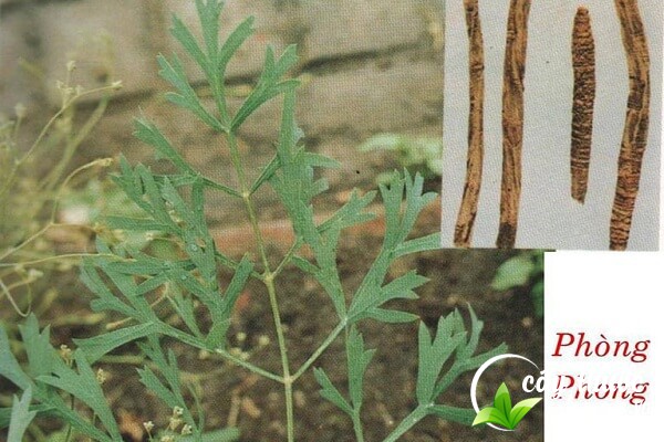 Phòng phong còn có tên gọi khác là thiên phòng phong, lan căn, bách chi,... được sử dụng làm thảo dược chữa bệnh