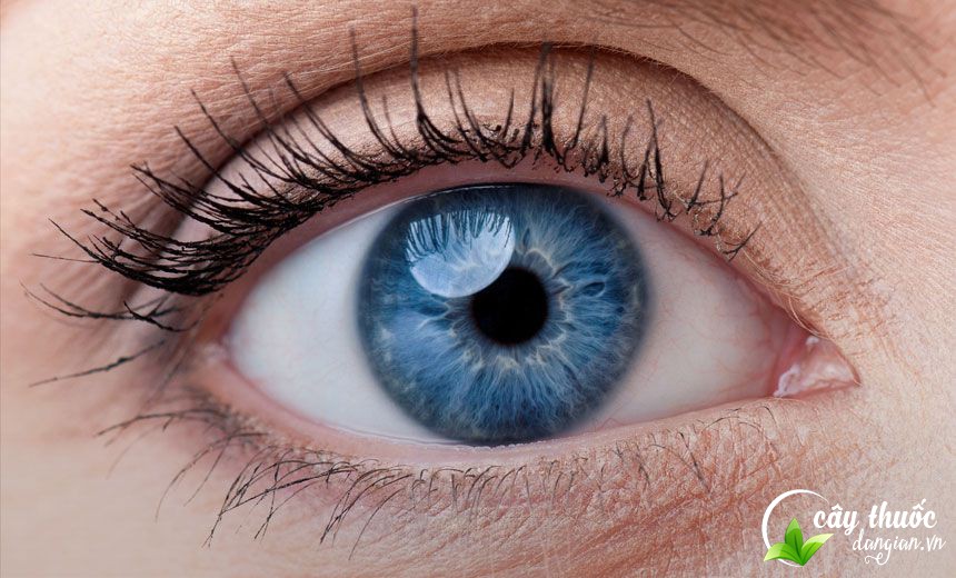 long-nhan-giup-ngan-ngua-mot-so-tinh-trang-ve-mat