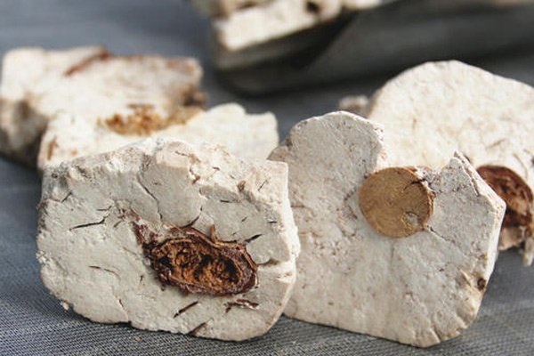 Phục thần là phần nấm Phục linh ôm đoạn rễ thông bên trong 