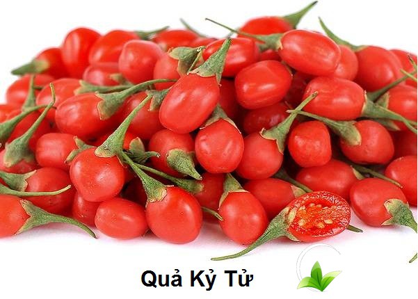 Câu kỷ tử có nhiều công dụng chữa bệnh trong y học
