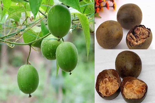 Quả la hán hay còn gọi là la hán quả là một loại dược liệu được dùng nhiều trong các bài thuốc Đông y chữa bệnh.