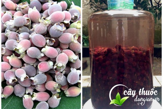 cach-ngam-ruou-qua-sim-tim