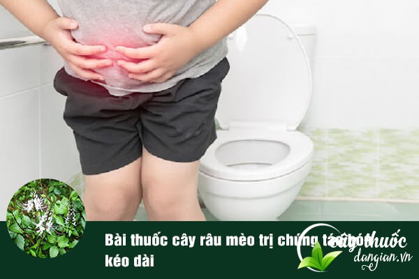 Cây râu mèo cũng được sử dụng nhiều trong các bài thuốc trị táo bón kéo dài