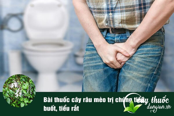 Cây râu mèo thường được sử dụng để làm bài thuốc trị tiểu buốt, tiểu rắt, viêm đường tiết niệu,...