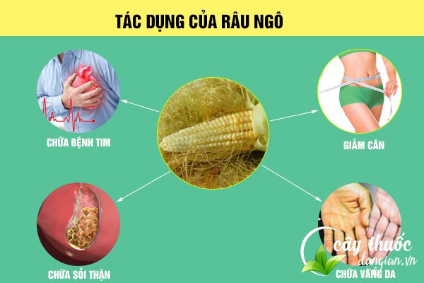 Công dụng của râu ngôn đối với sức khỏe