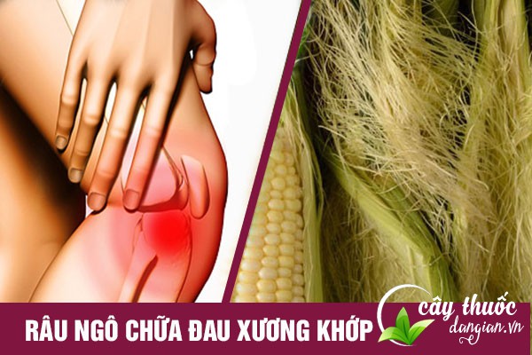 Bài thuốc râu ngô chữa đau nhức xương khớp khá hiệu quả