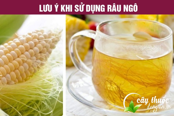 Lưu ý khi chọn mua râu ngô cần lựa chọn địa chỉ mua uy tín để đảm bảo chất lượng