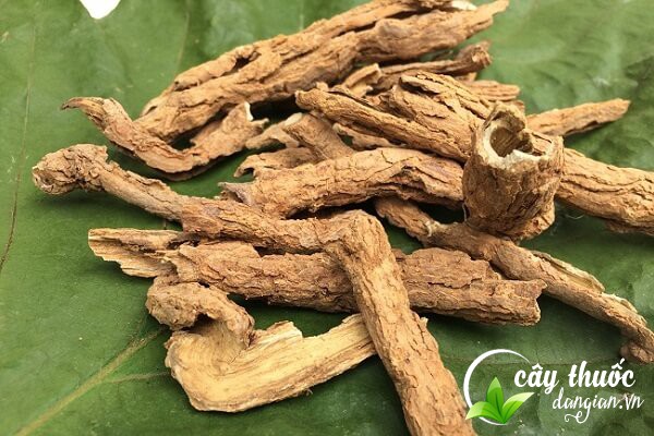 Nên tham khảo ý kiến của bác sĩ, thầy thuốc có chuyên môn trước khi sử dụng các bài thuốc từ địa cốt bì.