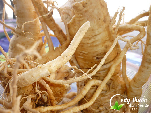Nên mua củ đinh lăng ở đâu tốt nhất?