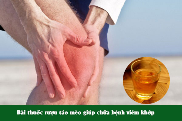 Rượu táo mèo được nhiều người sử dụng làm bài thuốc điều trị bệnh viêm khớp