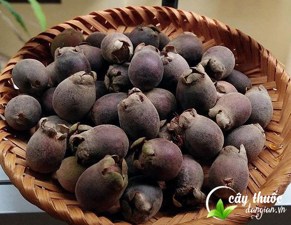 qua-sim-tim-bao-nhieu-tien