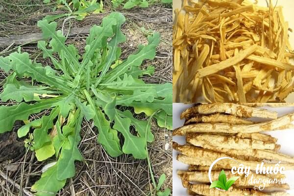 Sa sâm là một loại dược liệu thường được sử dụng trong Đông y để làm bài thuốc chữa bệnh.