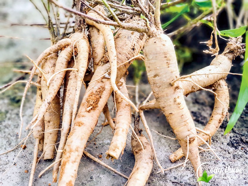 Củ sâm bố chính