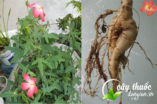 Sâm bố chính giúp hạ sốt