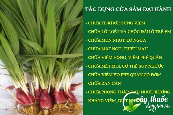 Sâm đại hành có nhiều công dụng tốt đối với sức khỏe 
