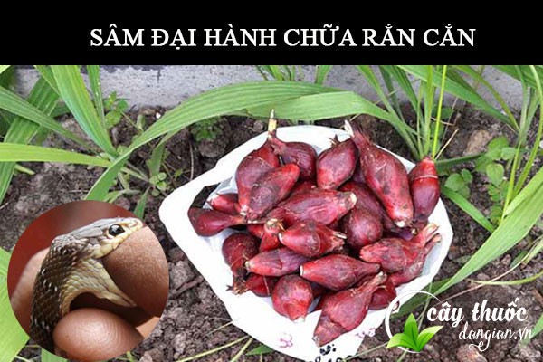 Bài thuốc từ sâm đại hành chữa rắn cắt rất tốt