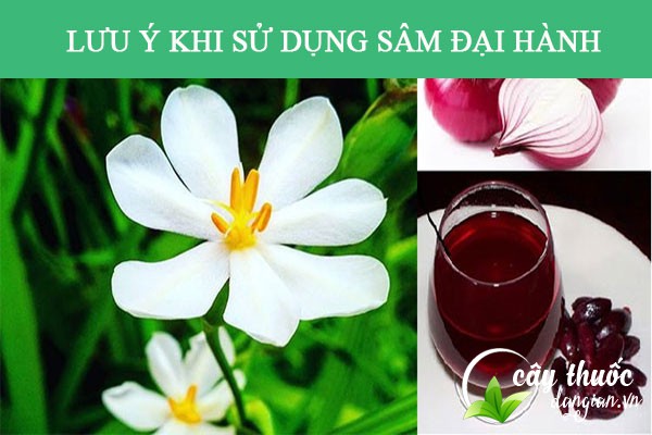 Lưu ý tham khảo ý kiến bác sĩ trước khi sử dụng bài thuốc từ sâm đại hành