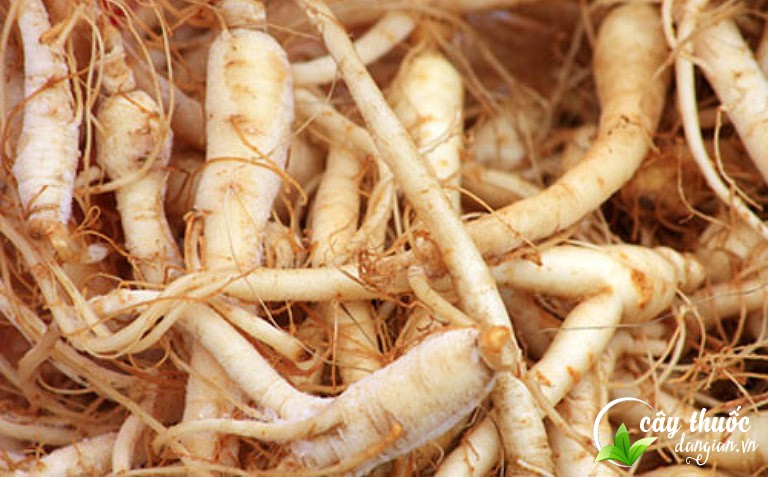 Bài thuốc từ sâm đất giúp bổ huyết