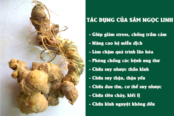 Những công dụng tốt của sâm Ngọc Linh đối với sức khỏe.