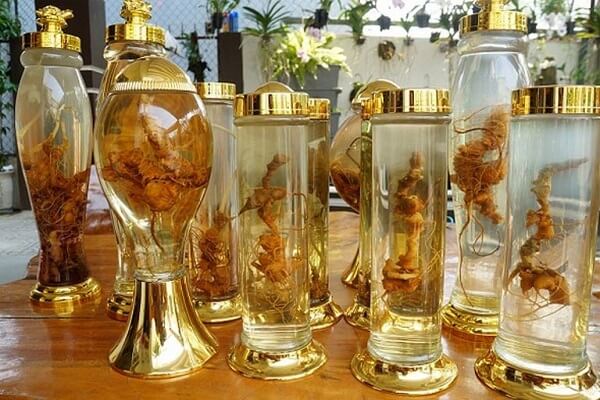 Không lạm dụng sử dụng sâm Ngọc Linh quá nhiều sẽ không tốt.