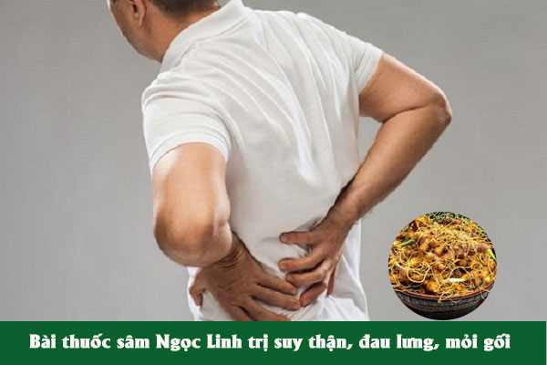 Bài thuốc sâm Ngọc Linh chữa suy thận, thận yếu, đau lưng mỏi gối rất tốt cho nam giới.