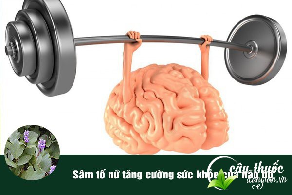 Sâm tố nữ giúp tăng cường sức khỏe não bộ, tốt cho hệ tim mạch, huyết áp.
