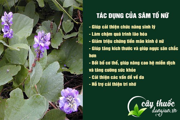 Sâm tố nữ có công dụng tốt cho sức khỏe, sắc đẹp và sinh lý nữ.