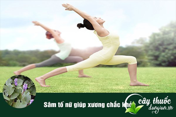 Sâm tố nữ giúp xương chắc khỏe, dẻo dai.